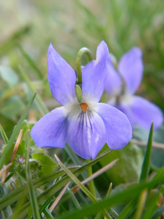 Violet In Nature Nature Garden Violet - Free photo on Pixabay - Pixabay