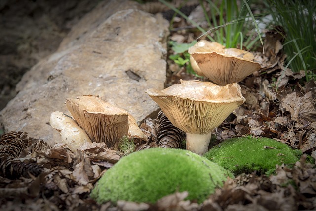 Free Mushroom Nature photo and picture