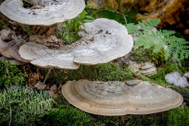 Free Nature Wood photo and picture