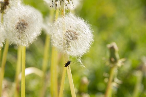 Free Dandelion Dandelion Bunch photo and picture