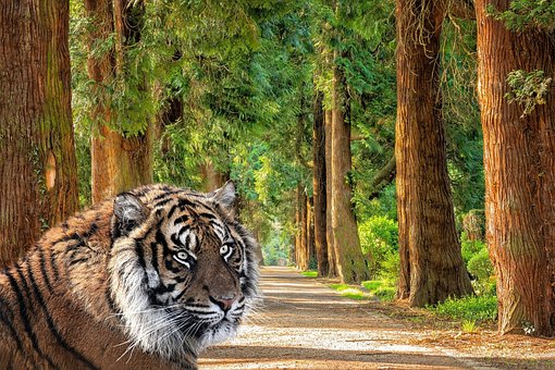 Free Tiger Woods photo and picture