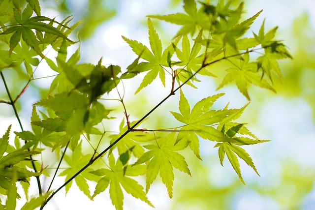 股价坐过山车的以岭药业:去年营收超百亿创新高 业绩增速放缓