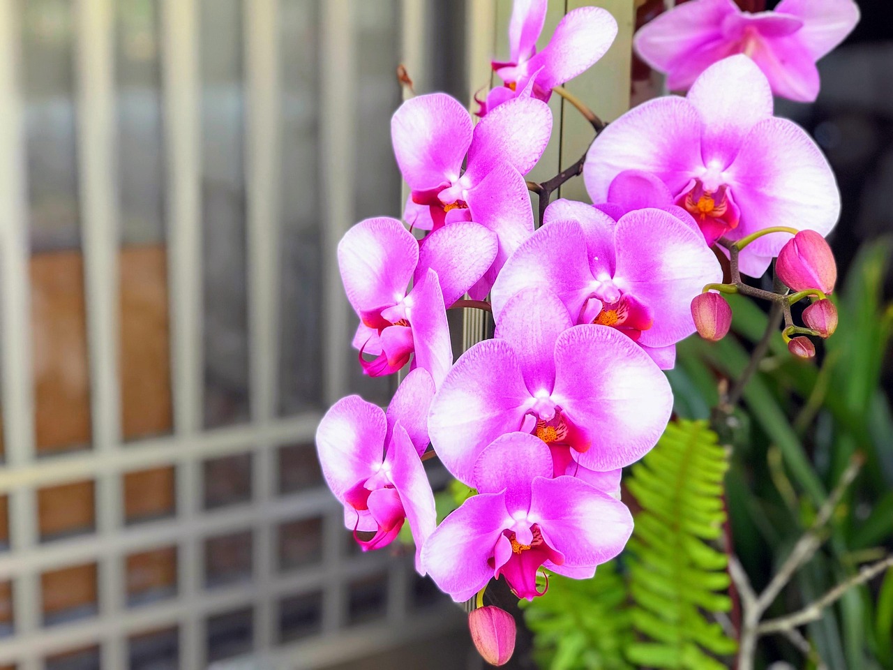 50+ Бесплатные String Flowers & Природа изображения - Pixabay