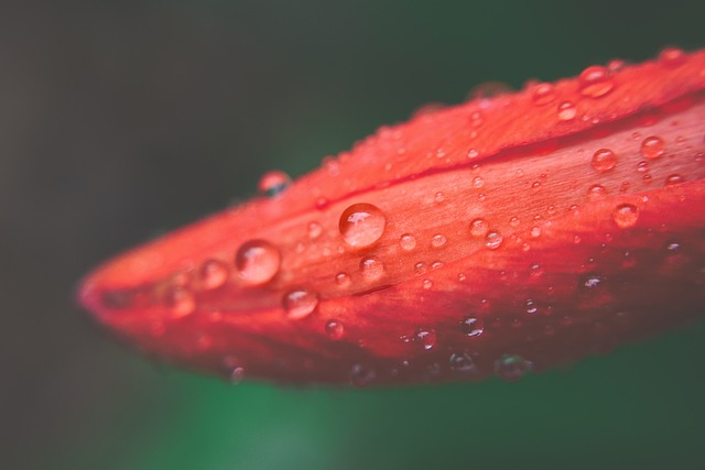 Free Nature Macro photo and picture