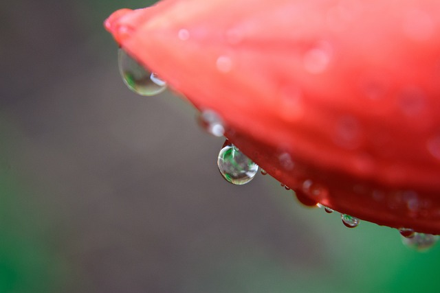 Free Nature Flower Wallpaper photo and picture