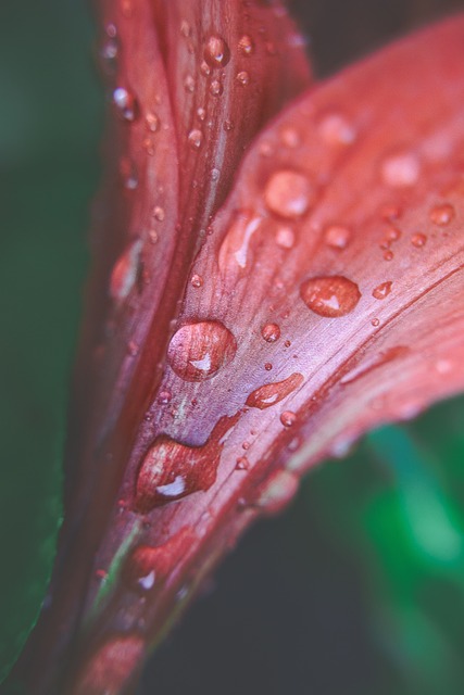 Free Nature Macro photo and picture