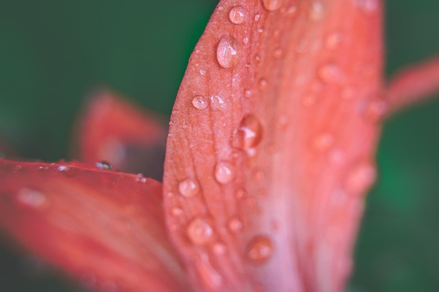 Free Nature Beautiful Flowers photo and picture