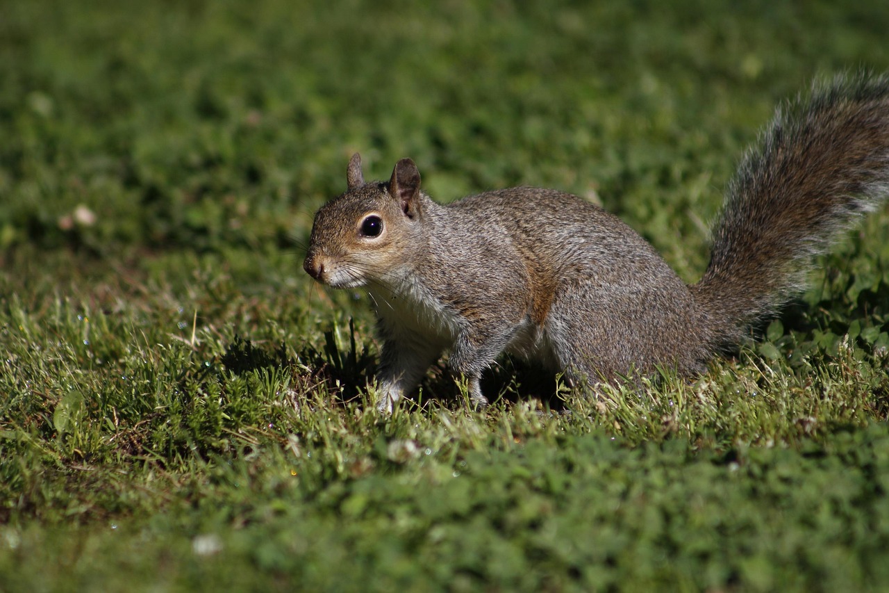 Mammal Nature Cute - Free photo on Pixabay - Pixabay