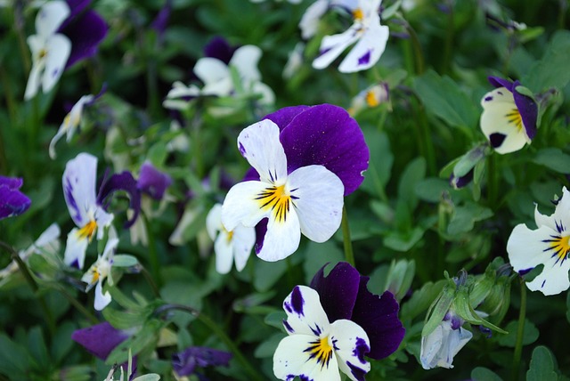 Blume, Natur, Garten, Pflanze, Blatt
