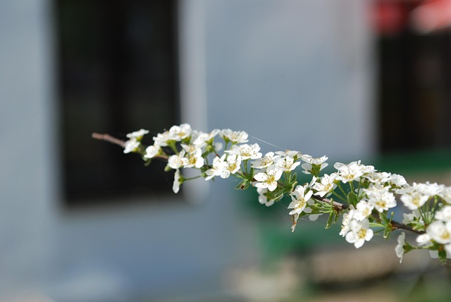 Blume, Pflanze, Natur, Blatt