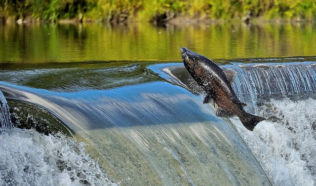 Free Water Nature photo and picture