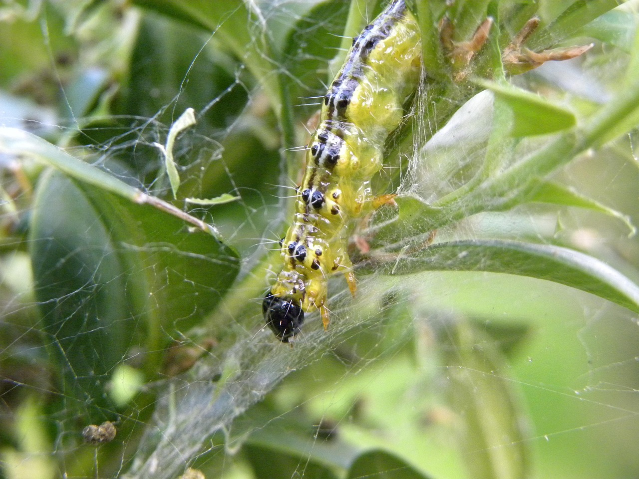 Bug Nature Caterpillar - Free photo on Pixabay