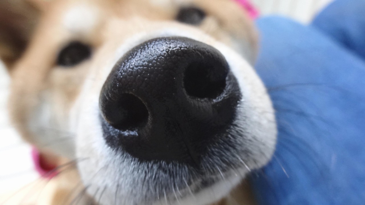 Cute - free online jigsaw puzzle photo