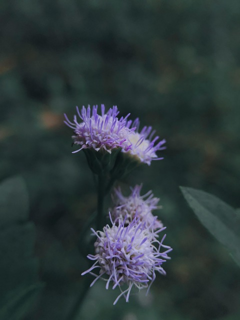 Blomst, Blad, Natur, Grønn, Busk, Pollen