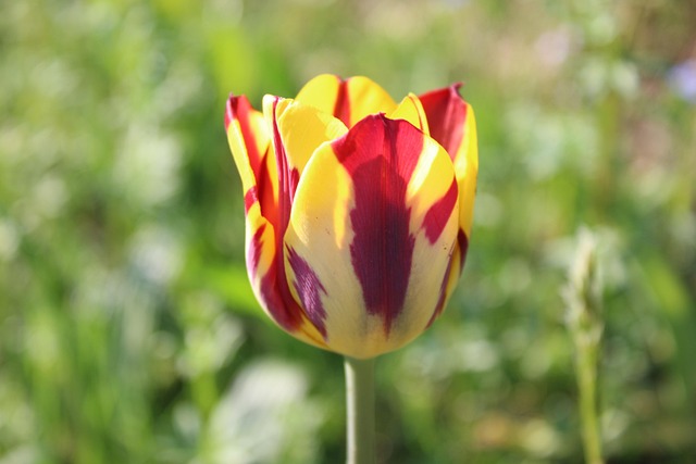Free Nature Flower photo and picture