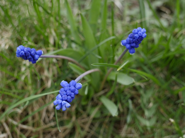 Free Nature Plant photo and picture