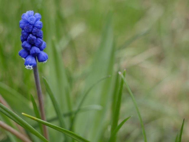 Free Nature Plant photo and picture