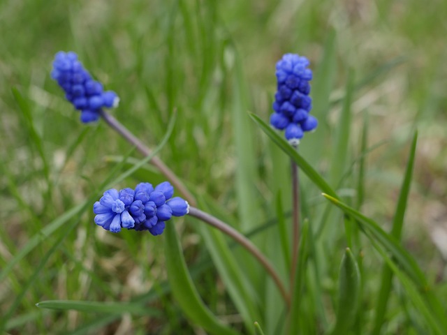 Free Nature Plant photo and picture