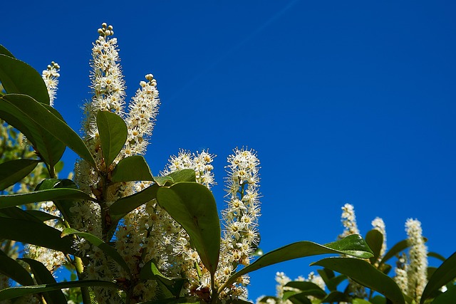 Free Laurel Cherry Blossom photo and picture