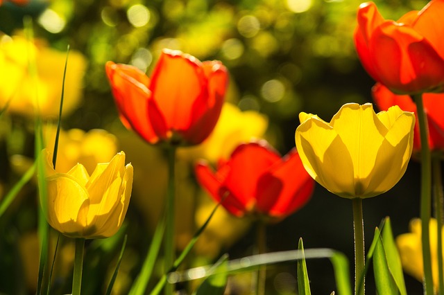 Blomst, Tulipan, Smukke Blomster