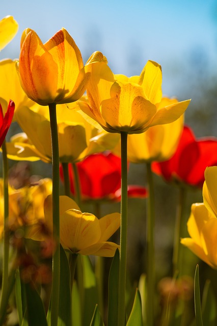 Natur, Smukke Blomster, Tulipan