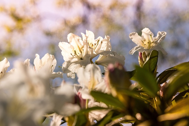 Blomst, Blomst Baggrund, Smukke Blomster