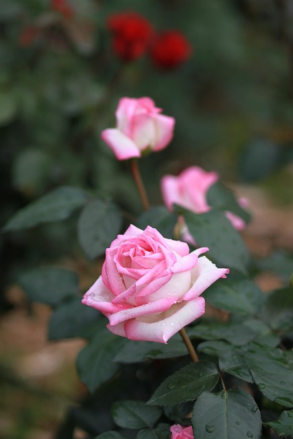 flower, nature, plant, flower wallpaper, leaf, garden, rose, pink rose, dew, trickle, raindrop, love, pleasure, happiness, beautiful flowers, shower, green, rainy day, emotion, cloudy day, pink, beautiful, rose garden, flower background, flower garden, vine rose, rose flower, affection, one bunch, petal, rose petals, romantic, joy, romance