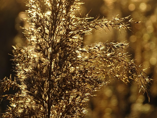 Free Sunset Gold photo and picture