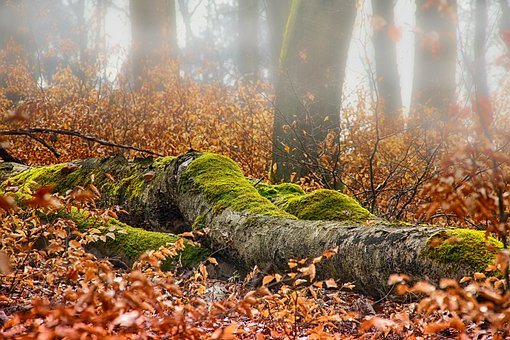 Autumn, Forest, Log, Moss, Leaf, Nature