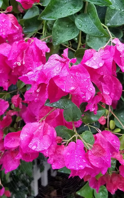Free Garden Flower photo and picture
