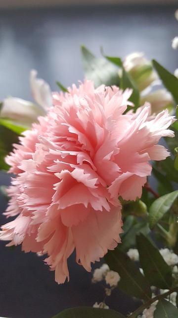 Free Flower Nature photo and picture
