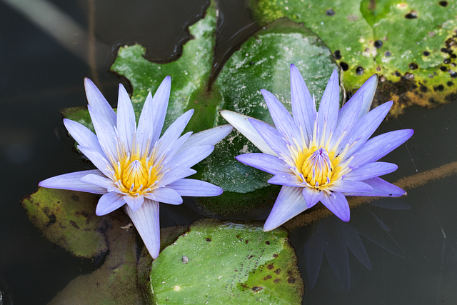 Free Flower Plant photo and picture