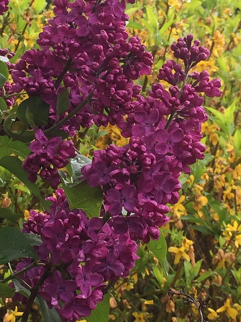 Free Lilac Blossom photo and picture