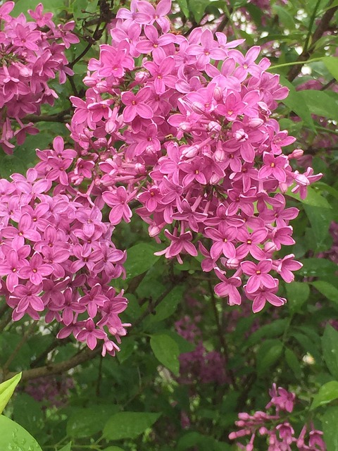 Free Lilac Bush photo and picture