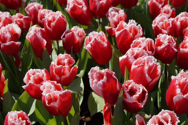 tulppaani-kukka-tehdas-ilmainen-valokuva-pixabayssa-pixabay