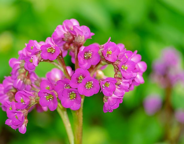 ヒマラヤユキノシタ 花に関する40以上の無料写真
