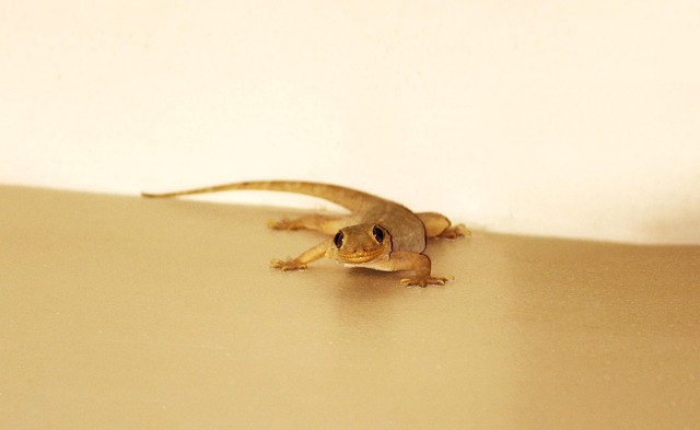 Free Nature Wildlife photo and picture