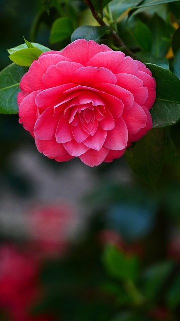 Free Flower Flower Wallpaper photo and picture