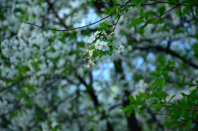 Free Tree Season photo and picture