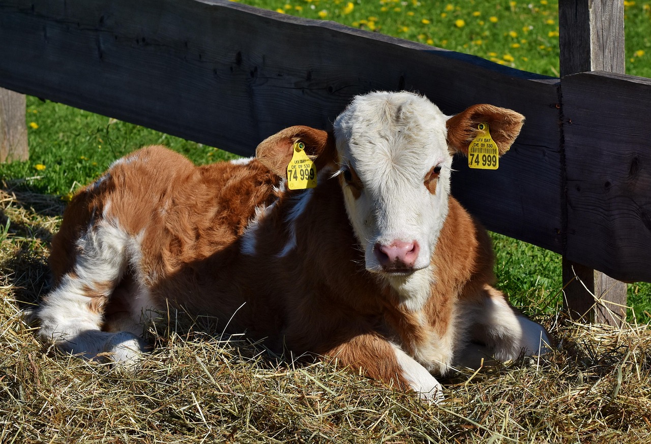 Cow Calf Snout Free photo on Pixabay Pixabay
