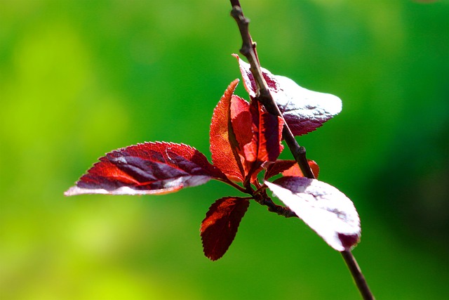 Free Nature Flower Wallpaper photo and picture