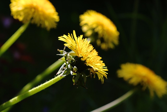 Free Nature Flower photo and picture