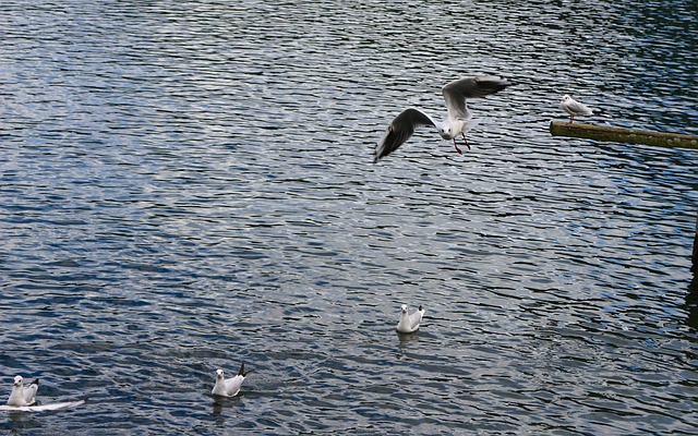 Free Waters Bird photo and picture