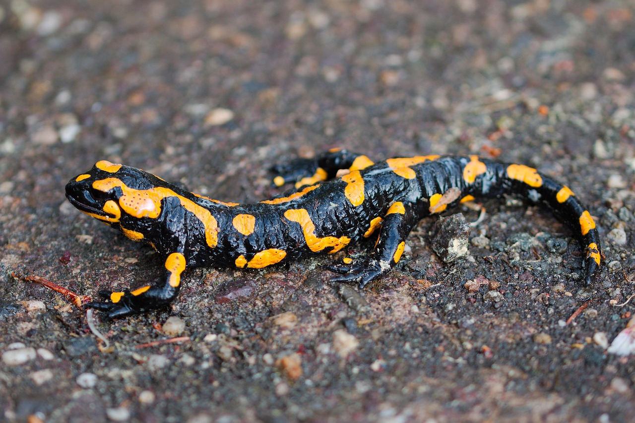 300 Free Salamander Nature Images Pixabay