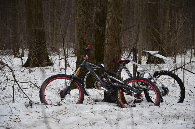Free Forest Snow photo and picture