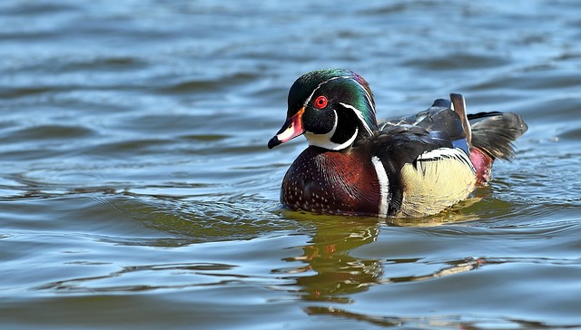 Free Duck Bird photo and picture