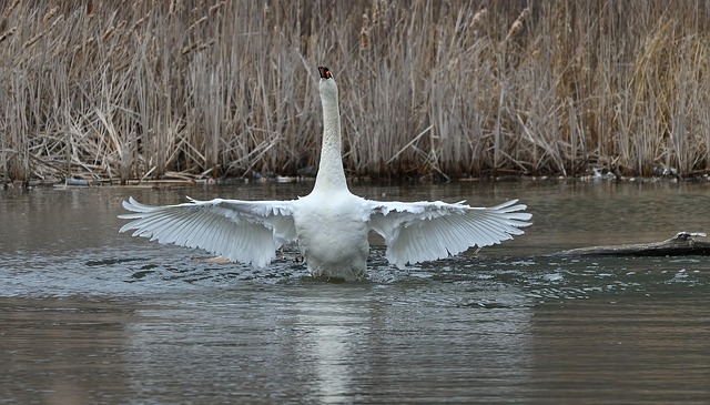 Free Water Nature photo and picture