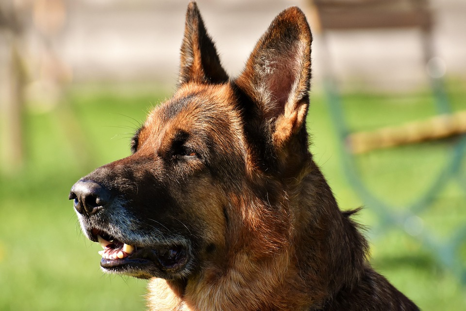 Dog Shepherd Race - Free photo on Pixabay - Pixabay