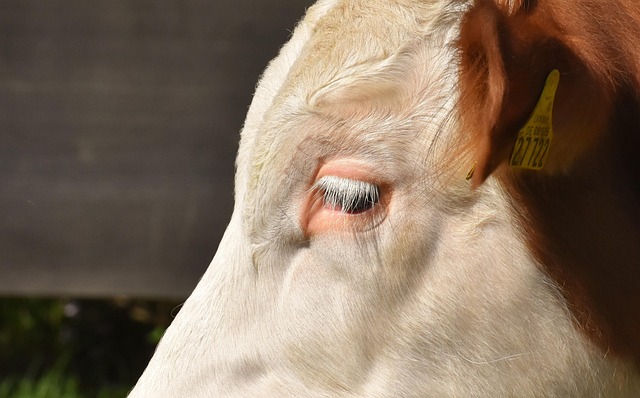 Sapi Anak Imut - Foto gratis di Pixabay - Pixabay