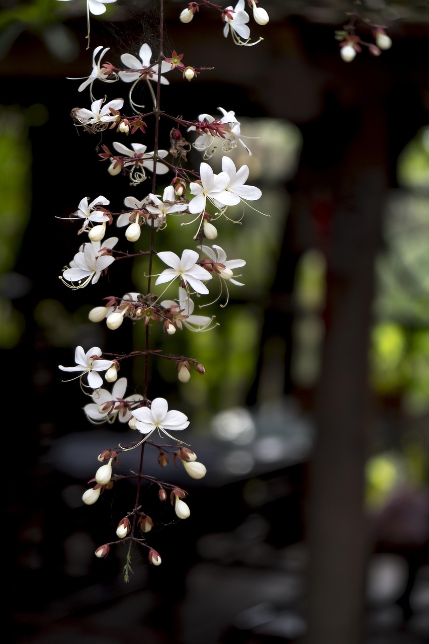 Dạ Minh Chau, Page, Flower, Background Dạ Minh Chau, Page, Flower, Background